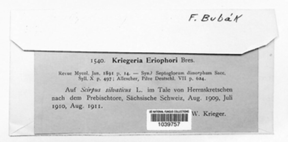 Kriegeria eriophori image